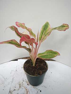 Aglaonema Red Cochin