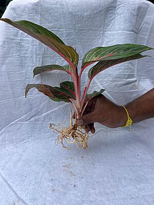 Aglaonema Red Lipstick