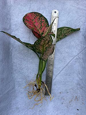 Aglaonema Red Lipstick