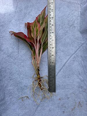 Aglaonema Red Lipstick