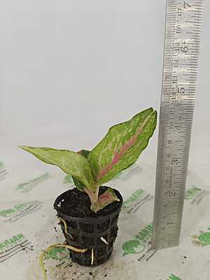 Aglaonema Red Lipstick