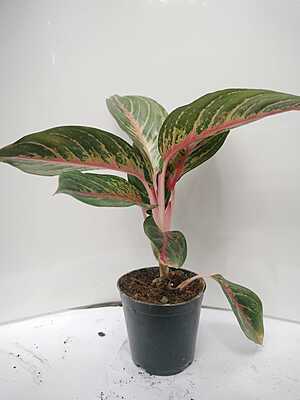 Aglaonema Red Lipstick