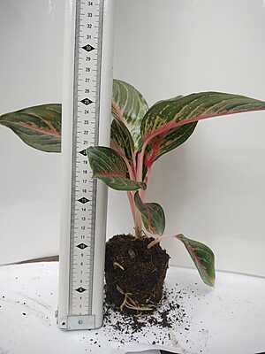 Aglaonema Red Lipstick