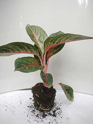Aglaonema Red Lipstick