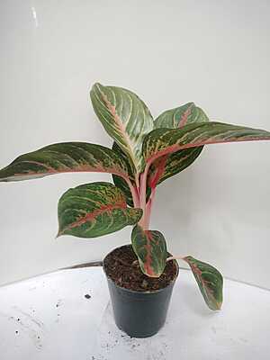 Aglaonema Red Lipstick