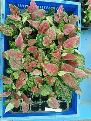 Aglaonema Red Lipstick