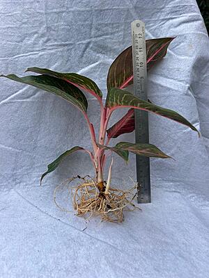 Aglaonema Red Lipstick