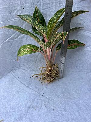 Aglaonema Red Lipstick