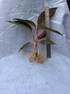 Aglaonema Red Lipstick