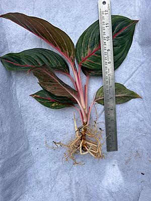 Aglaonema Red Siam