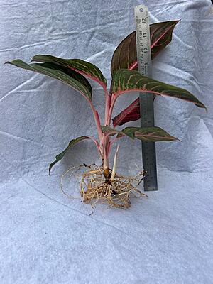Aglaonema Red Siam