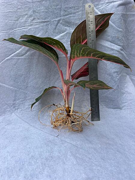 Aglaonema Red Siam