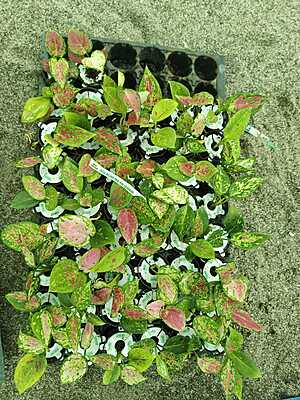 Aglaonema Red Valentine