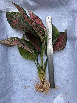 Aglaonema Red Valentine