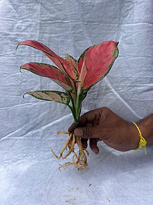 Aglaonema Red Valentine