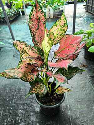 Aglaonema Red Valentine
