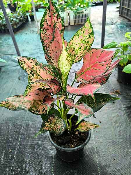 Aglaonema Red Valentine