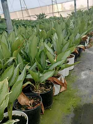 Aglaonema Silver Bay