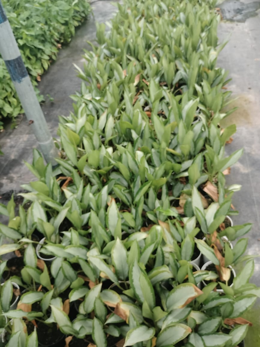 Aglaonema Silver Bay