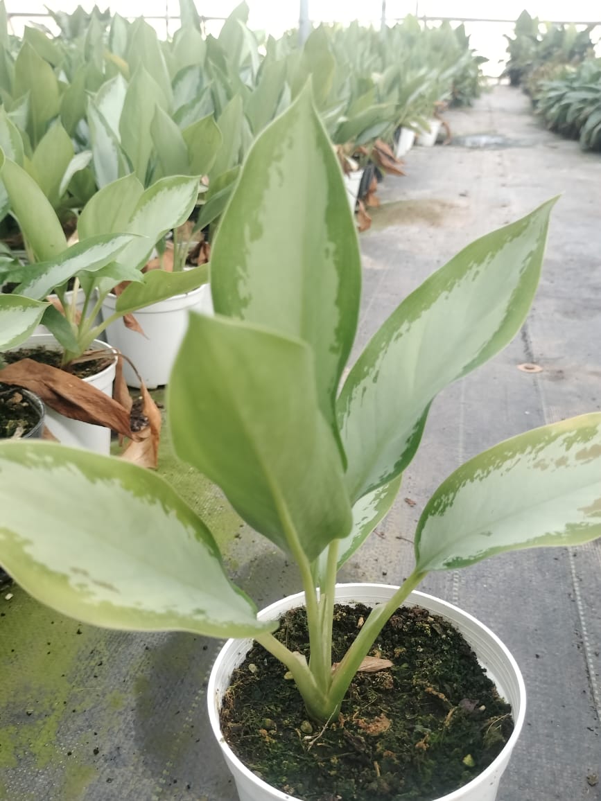 Aglaonema Silver Bay
