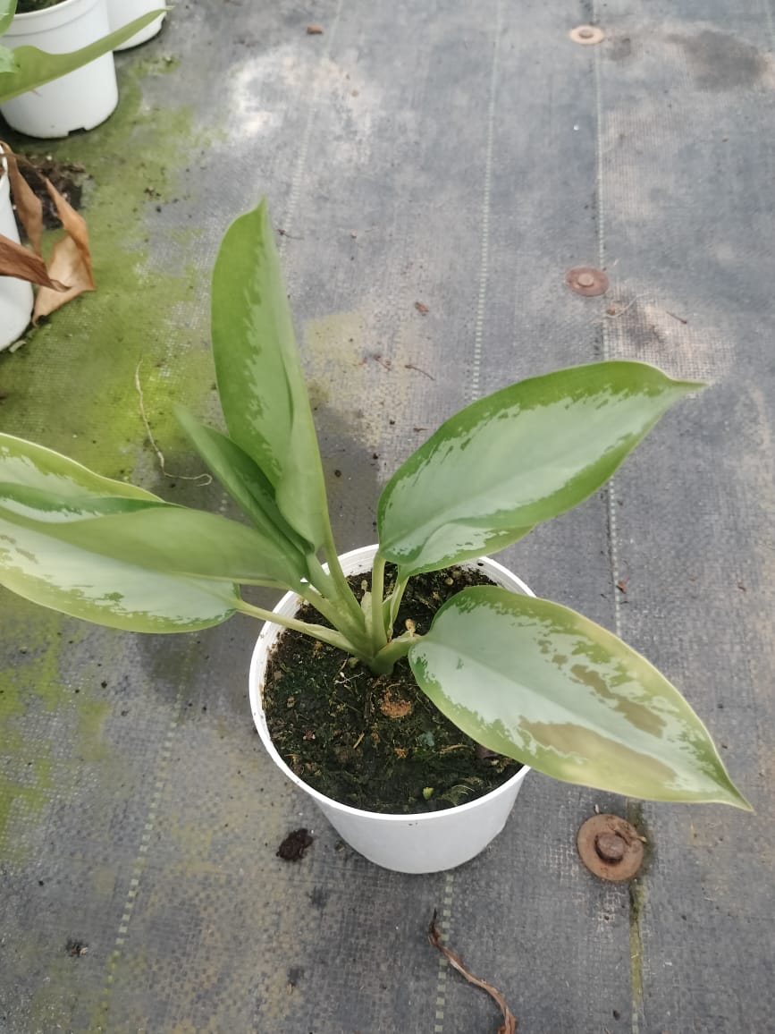Aglaonema Silver Bay
