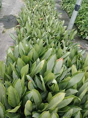 Aglaonema Silver Bay
