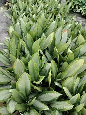 Aglaonema Silver Bay