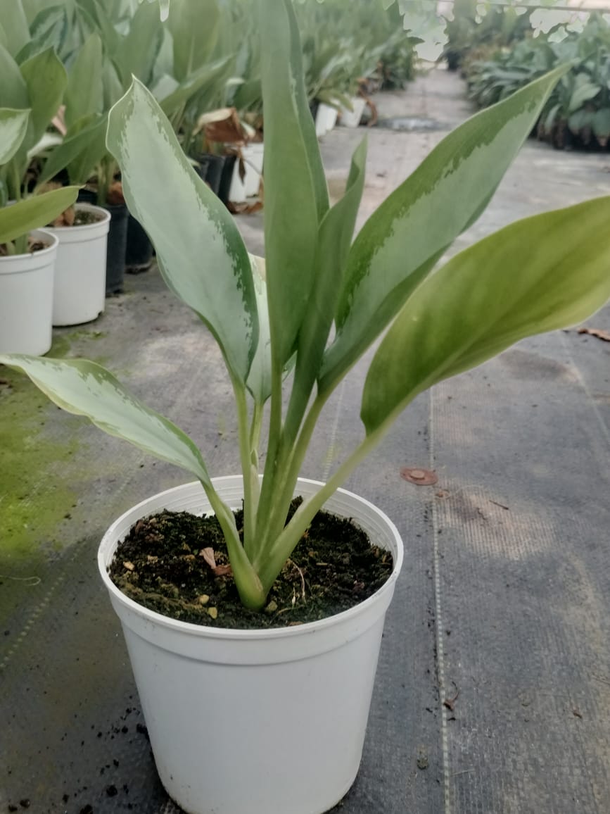 Aglaonema Silver Bay