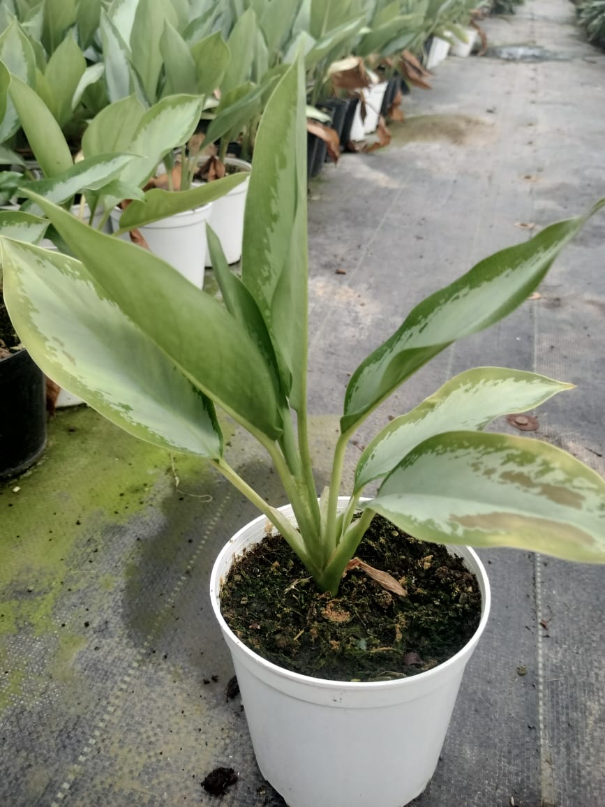 Aglaonema Silver Bay