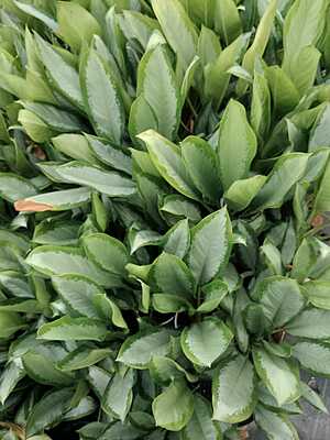 Aglaonema Silver Bay