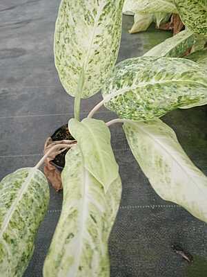 Aglaonema Snow White