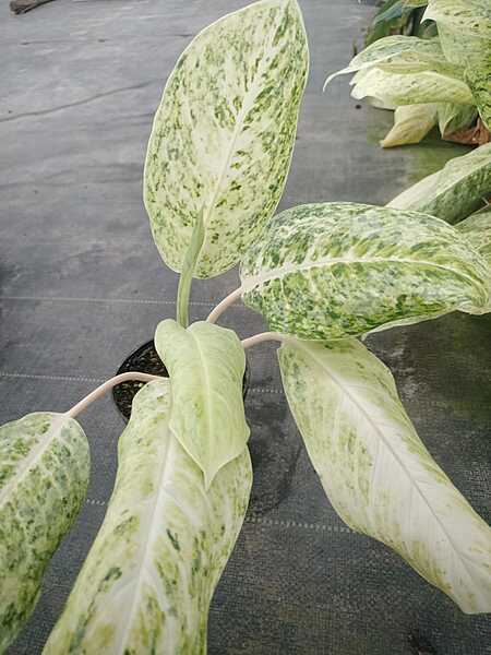 Aglaonema Snow White