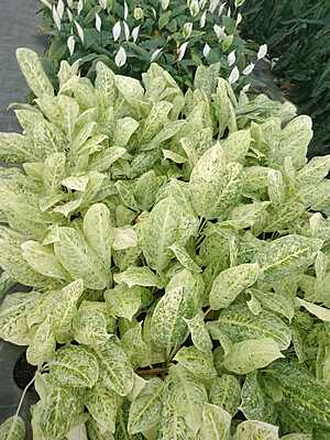 Aglaonema Snow White