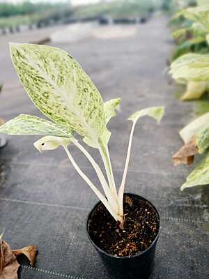 Aglaonema Snow White