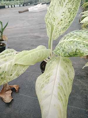 Aglaonema Snow White
