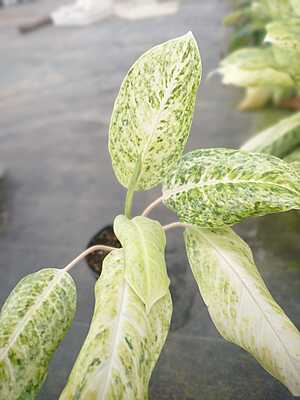 Aglaonema Snow White