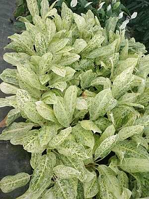 Aglaonema Snow White