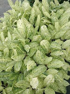 Aglaonema Snow White