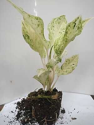 Aglaonema Super White