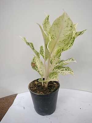 Aglaonema Super White