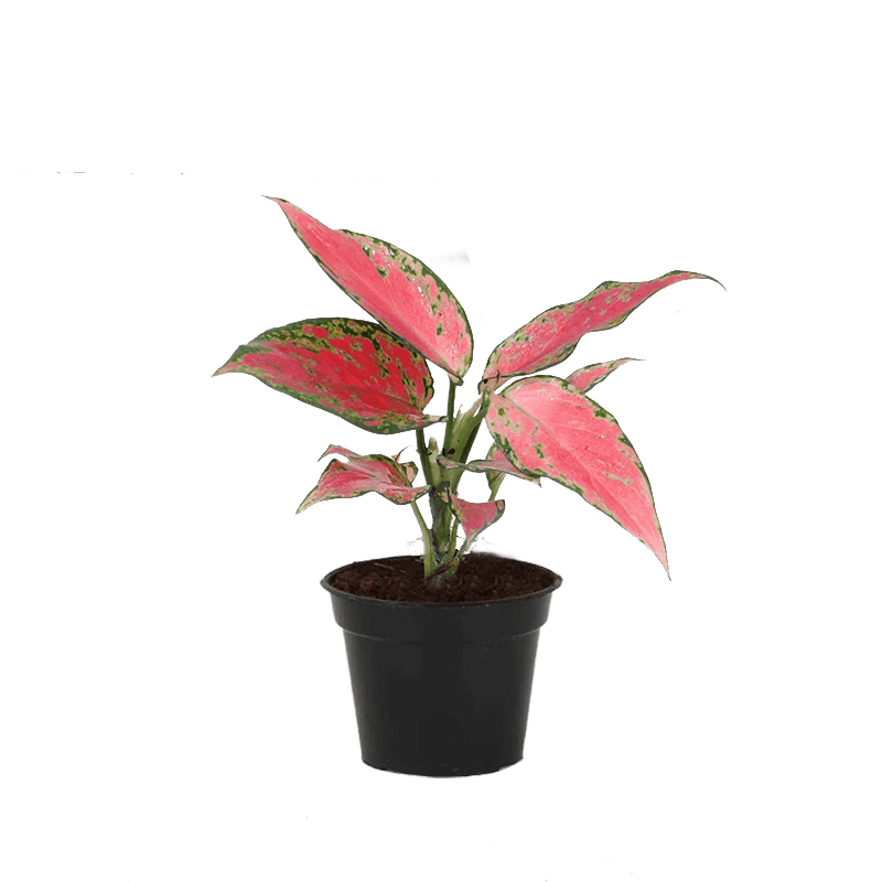 Aglaonema Sexilia