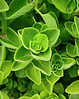 Nature’s healing herb- Ajwain Leaf