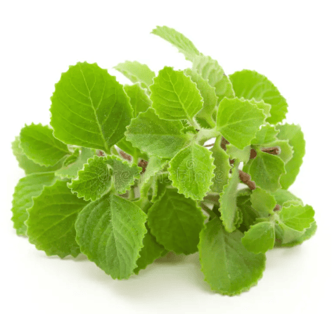 Nature’s healing herb- Ajwain Leaf