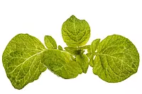 Nature’s healing herb- Ajwain Leaf