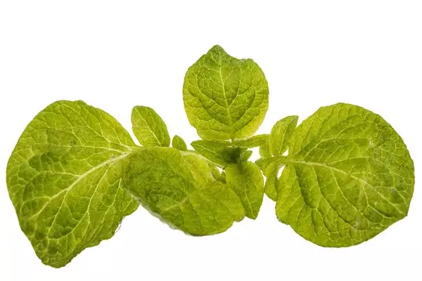Nature’s healing herb- Ajwain Leaf