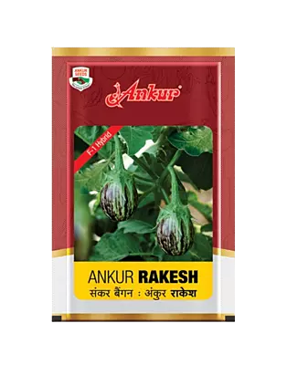 Hy Brinjal Rakesh by Ankur Seeds