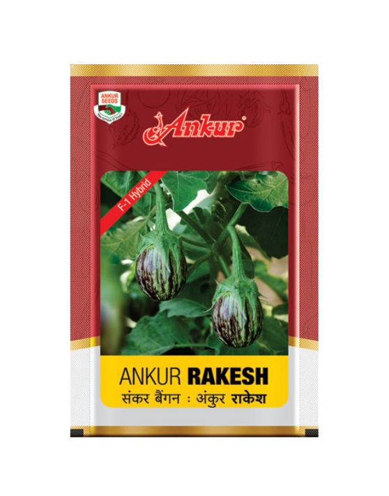 Hy Brinjal Rakesh by Ankur Seeds