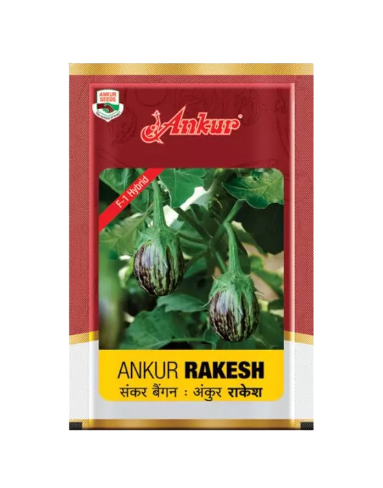 Hy Brinjal Rakesh by Ankur Seeds