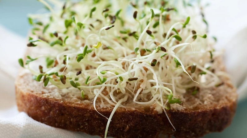 Organic Alfalfa Sprouts 20 Gms