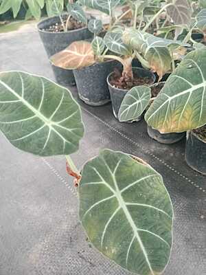 Alocasia Black Velvet